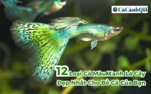 12 Loại Cá Màu Xanh Lá Cây Đẹp Nhất Cho Bể Cá Của Bạn