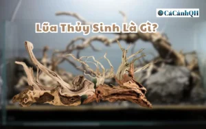 Lũa Thủy Sinh Là Gì? Cách Xử Lý Lũa Thủy Sinh Nhanh Nhất