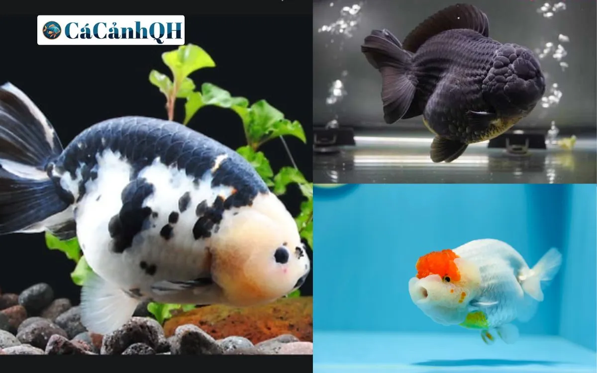 Tổng Hợp Các Loại Cá Ranchu Quý Hiếm